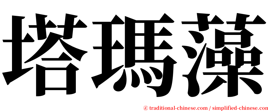 塔瑪藻 serif font