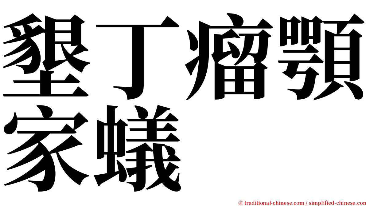 墾丁瘤顎家蟻 serif font