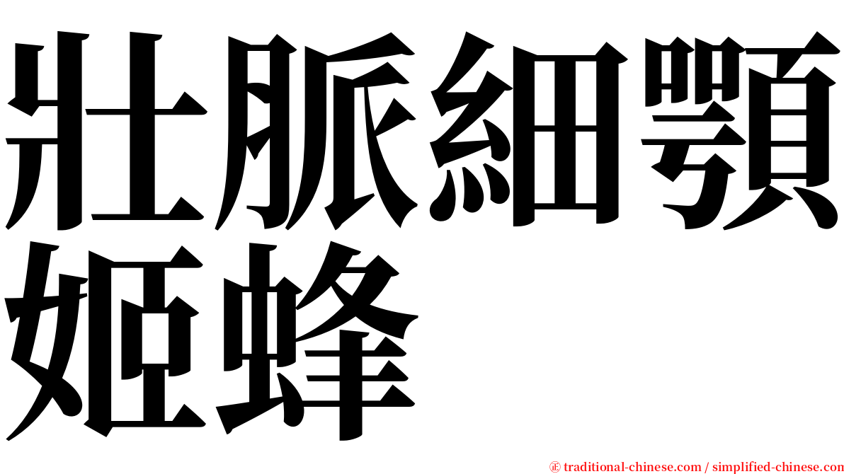 壯脈細顎姬蜂 serif font