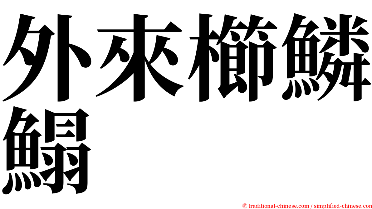 外來櫛鱗鰨 serif font