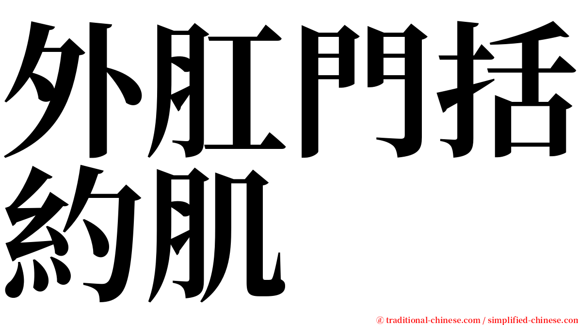 外肛門括約肌 serif font