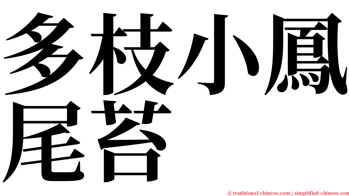 多枝小鳳尾苔 serif font