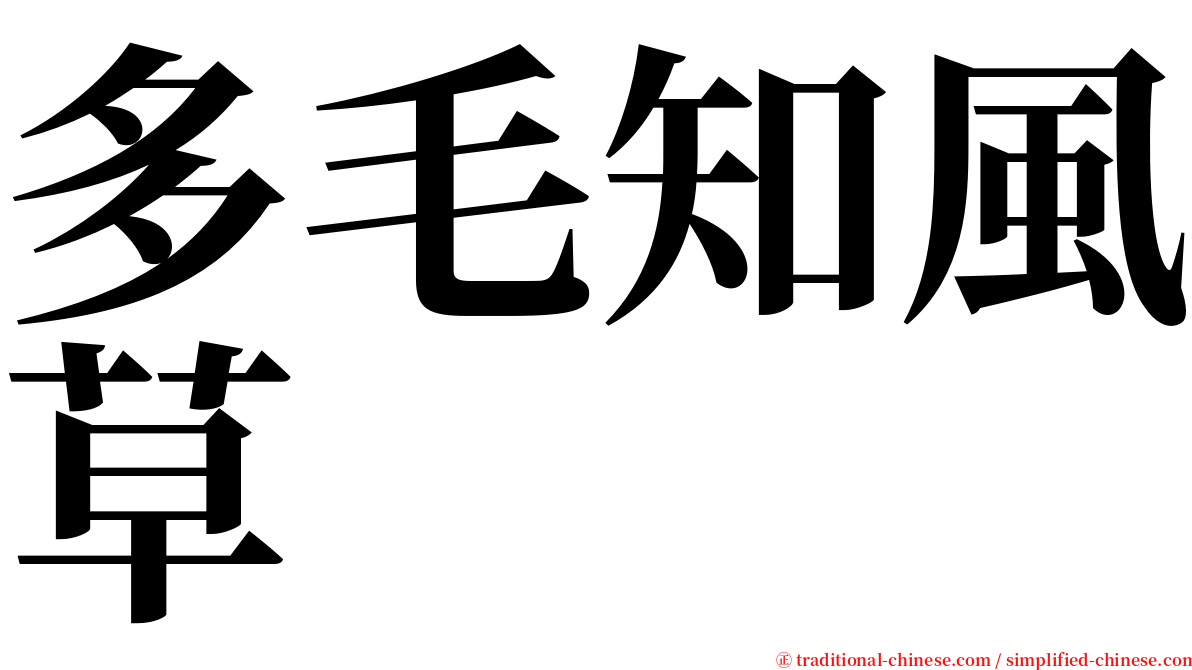 多毛知風草 serif font