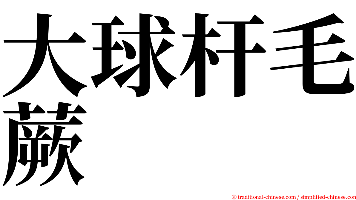 大球杆毛蕨 serif font