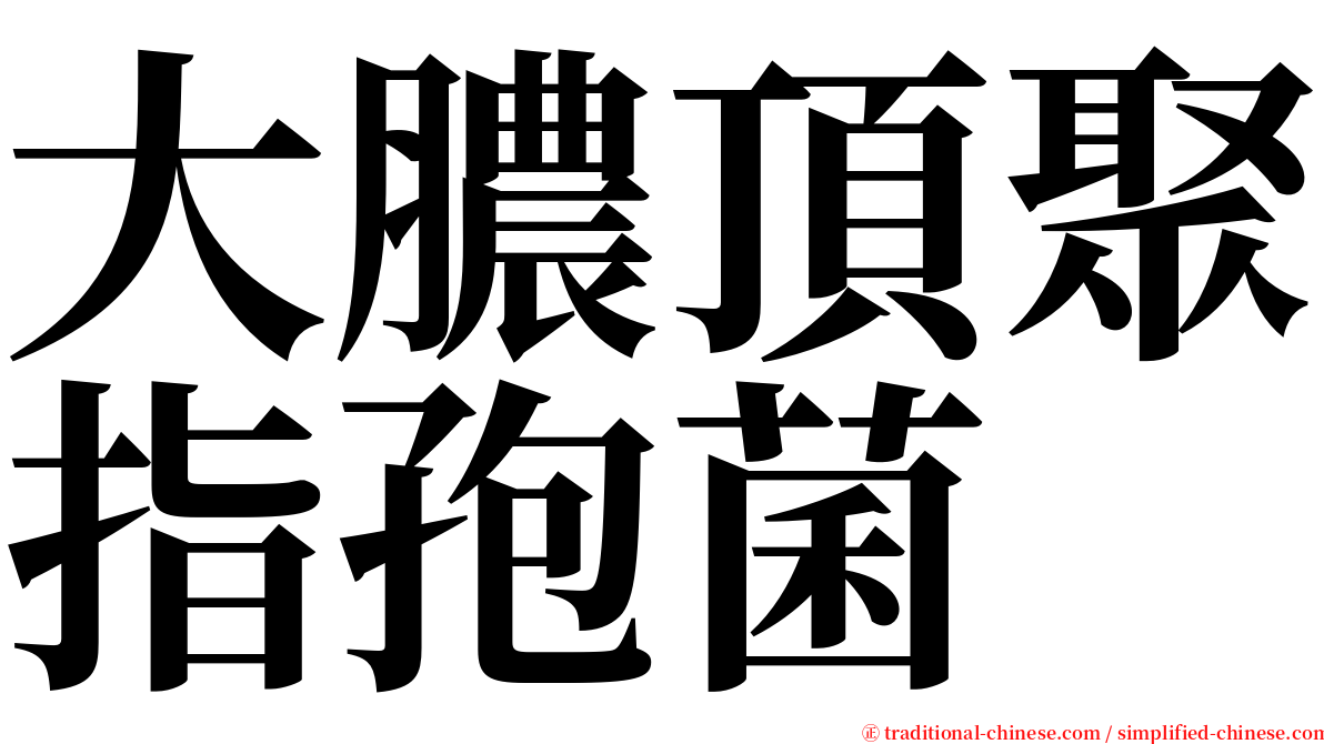 大膿頂聚指孢菌 serif font