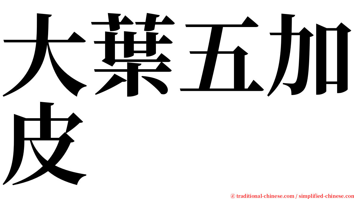 大葉五加皮 serif font