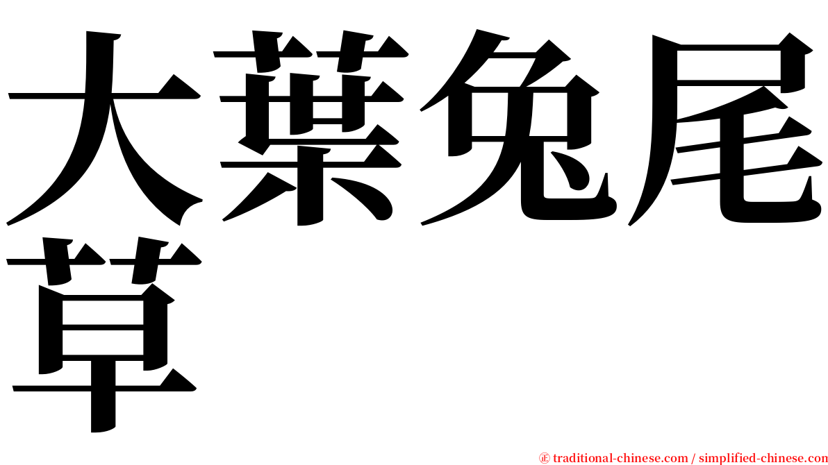 大葉兔尾草 serif font