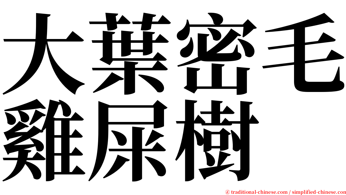 大葉密毛雞屎樹 serif font