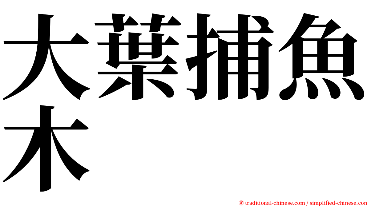 大葉捕魚木 serif font