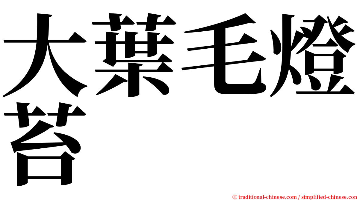 大葉毛燈苔 serif font