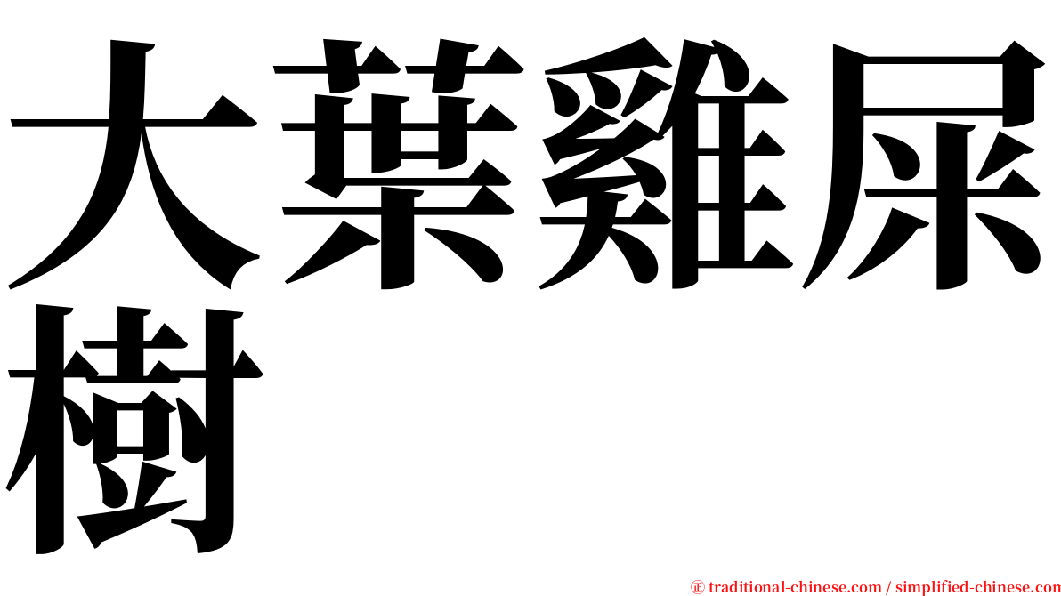 大葉雞屎樹 serif font