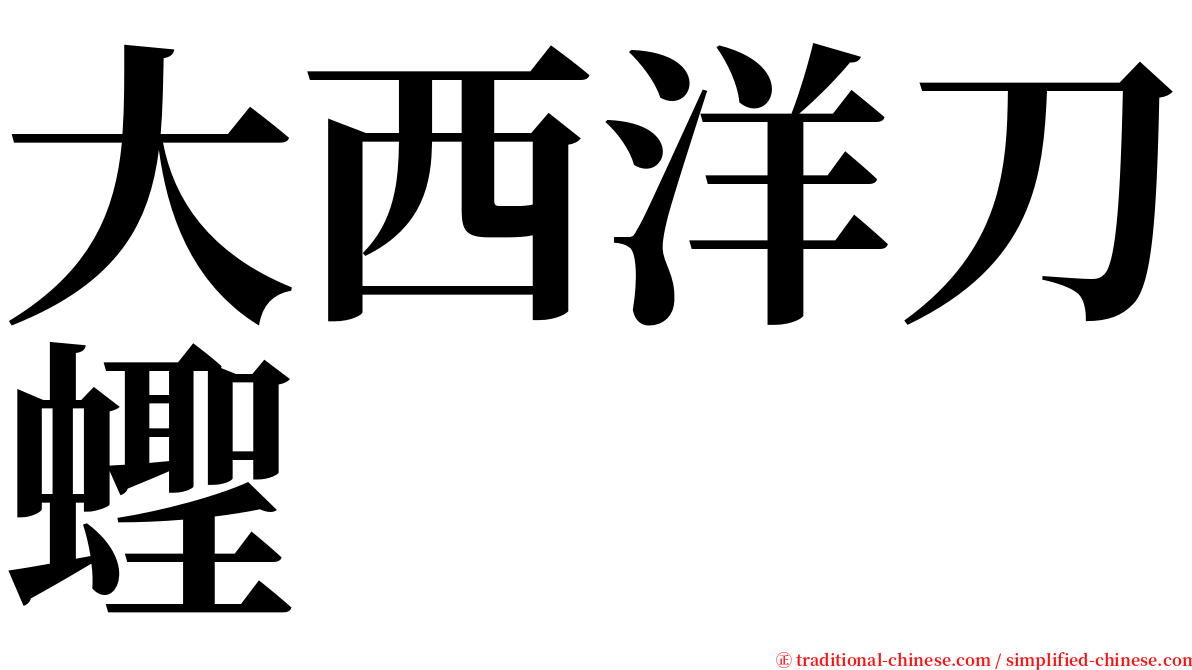 大西洋刀蟶 serif font