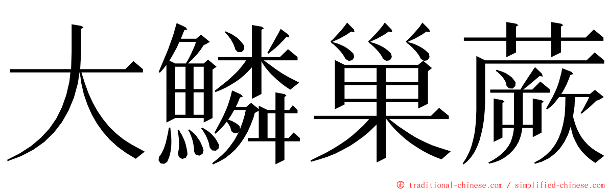 大鱗巢蕨 ming font