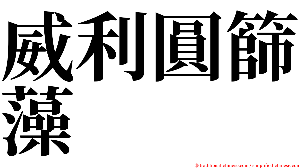 威利圓篩藻 serif font