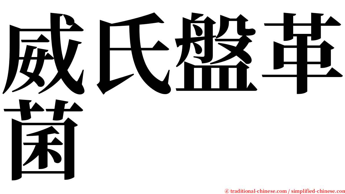 威氏盤革菌 serif font