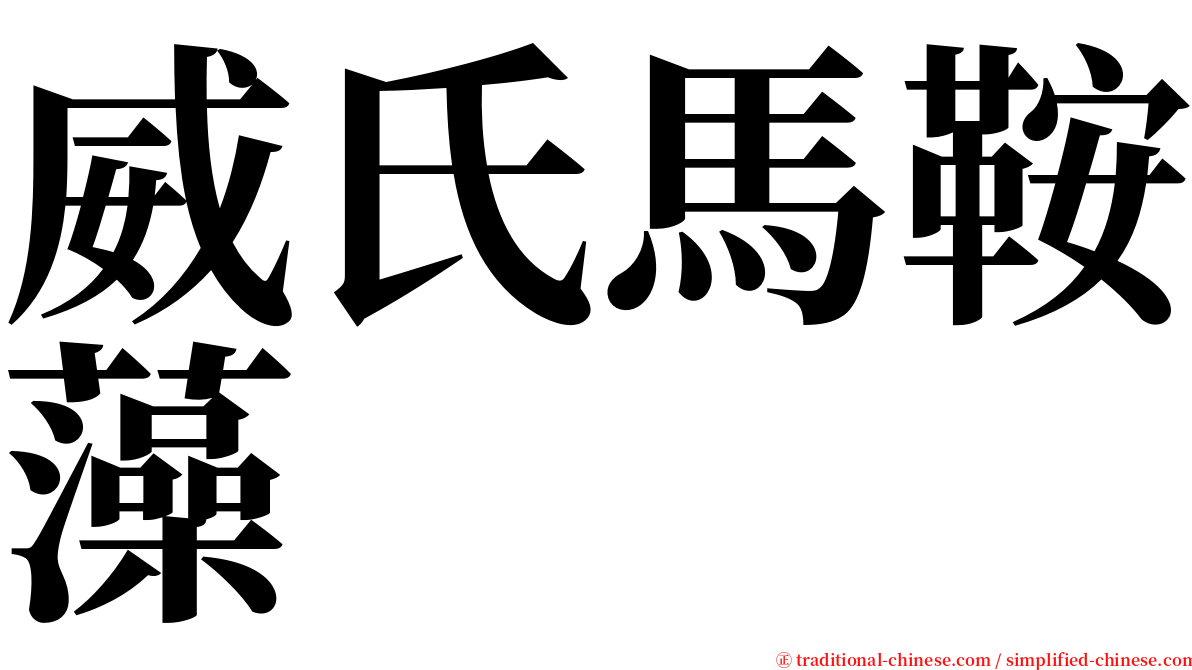 威氏馬鞍藻 serif font