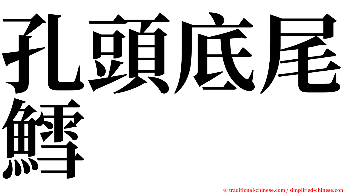 孔頭底尾鱈 serif font