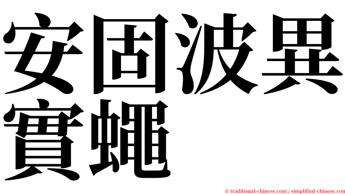 安固波異實蠅 serif font