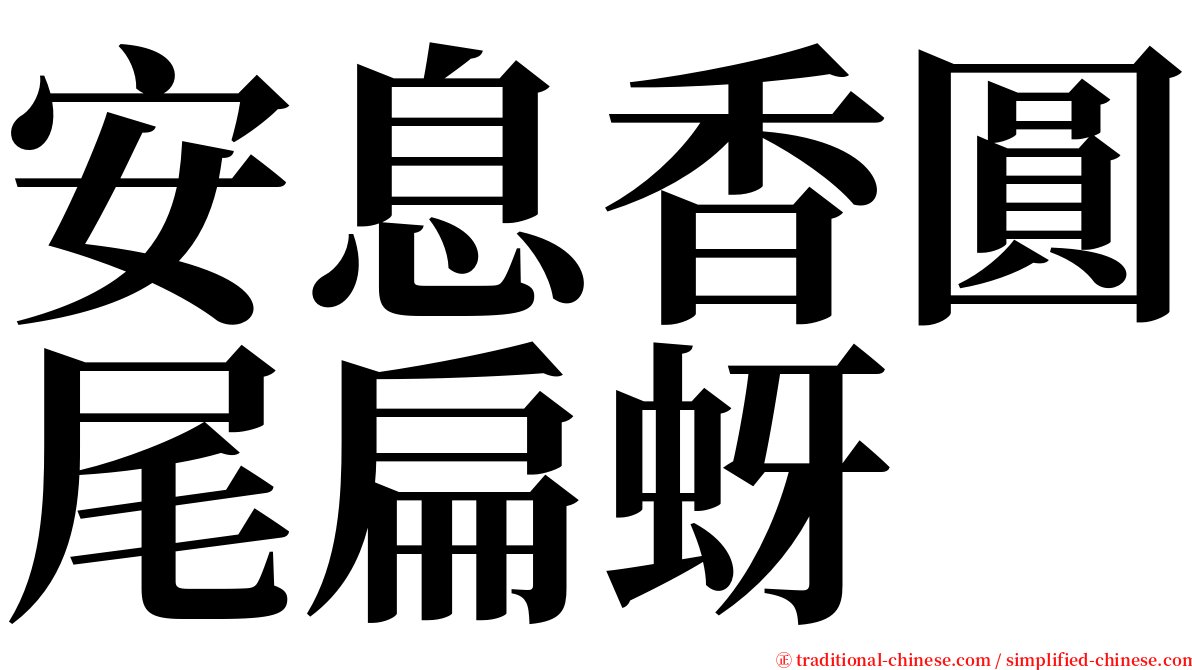 安息香圓尾扁蚜 serif font