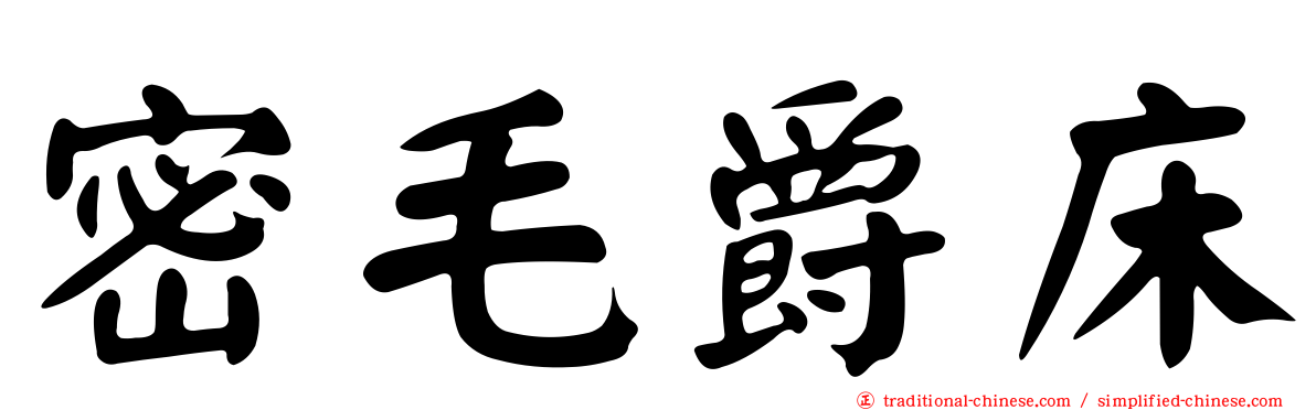 密毛爵床