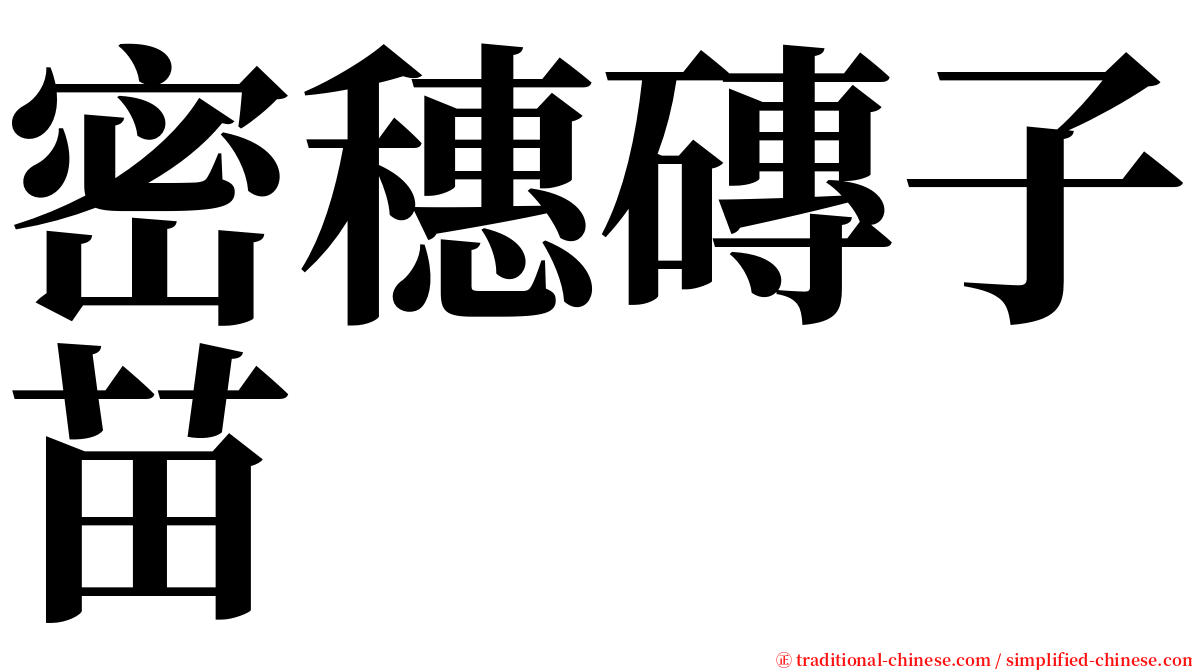 密穗磚子苗 serif font