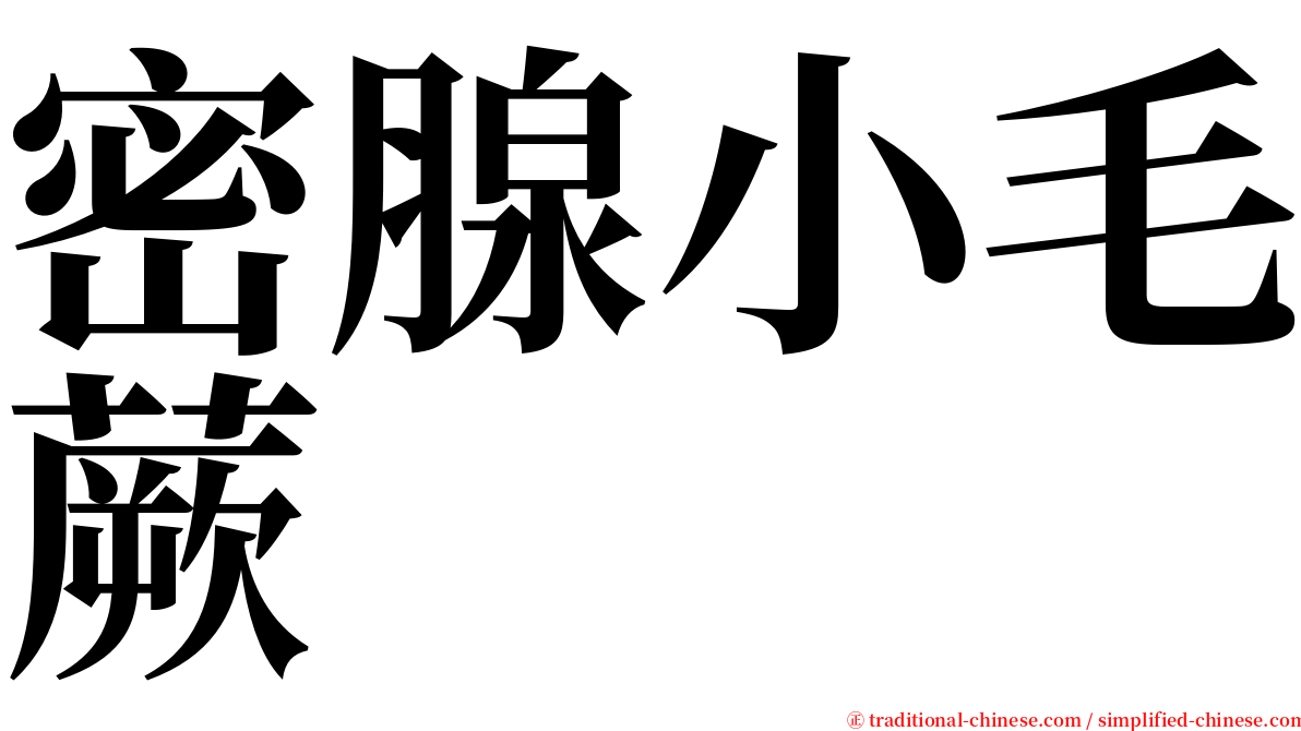 密腺小毛蕨 serif font