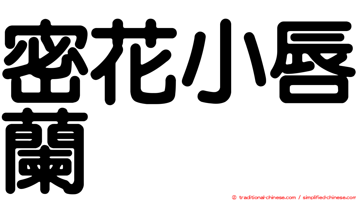 密花小唇蘭