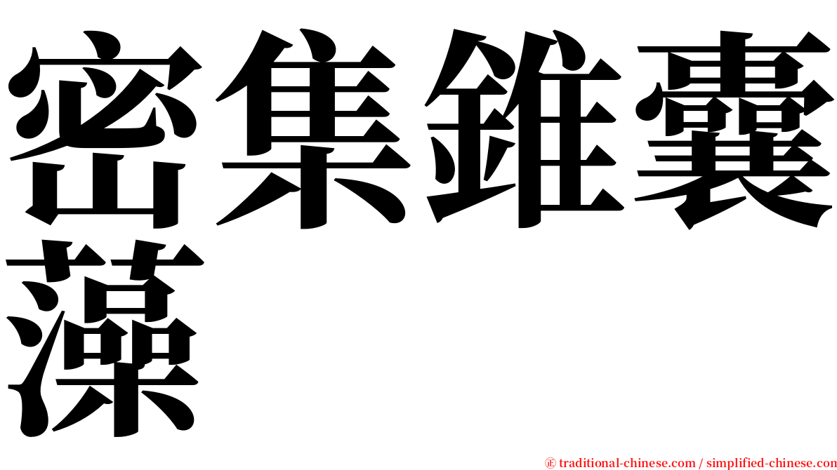 密集錐囊藻 serif font