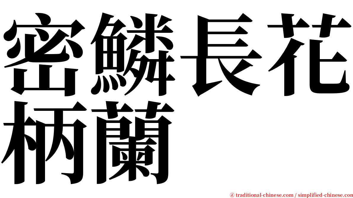 密鱗長花柄蘭 serif font