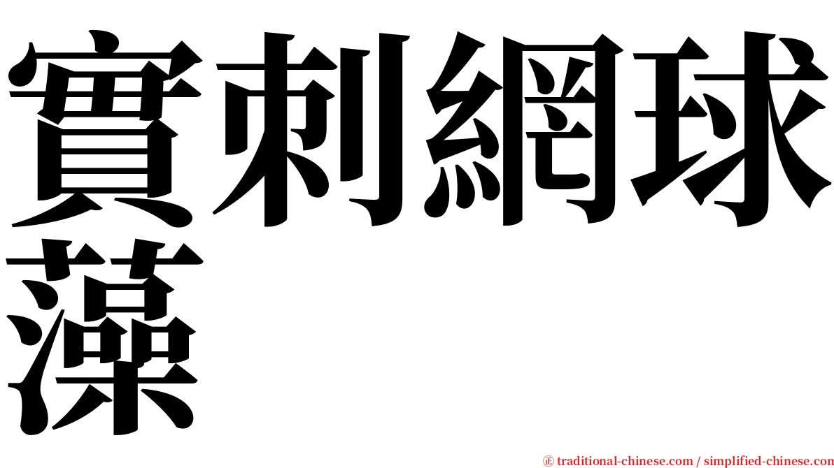 實刺網球藻 serif font