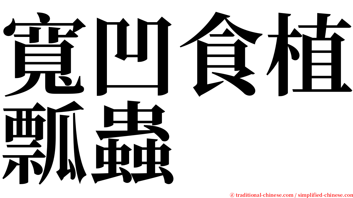 寬凹食植瓢蟲 serif font