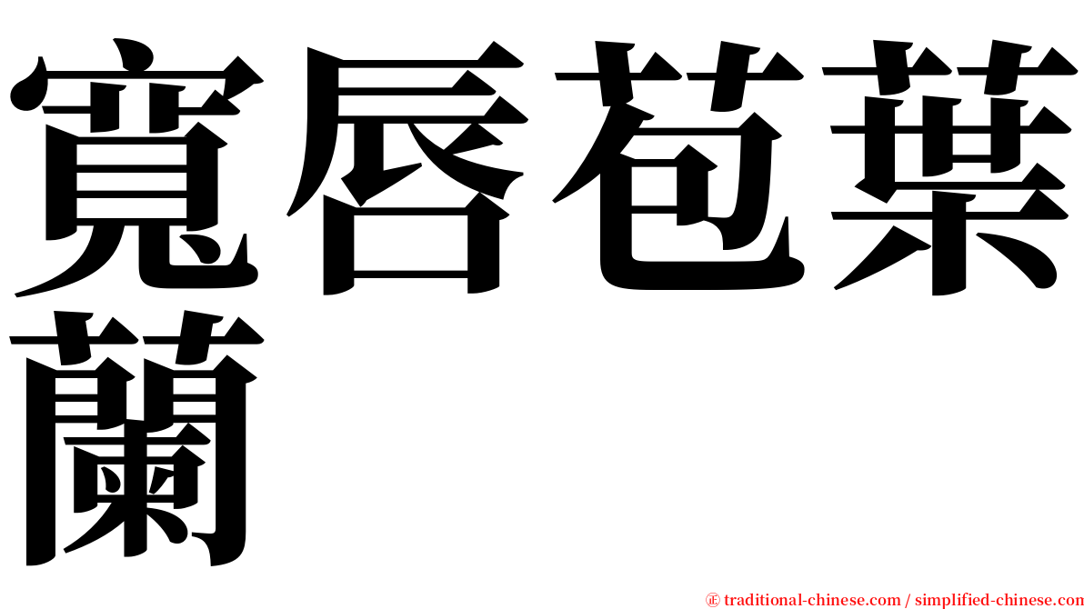 寬唇苞葉蘭 serif font