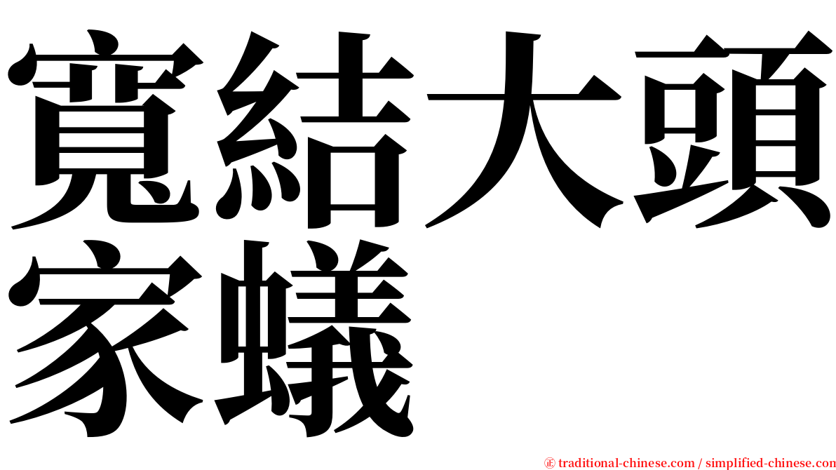 寬結大頭家蟻 serif font