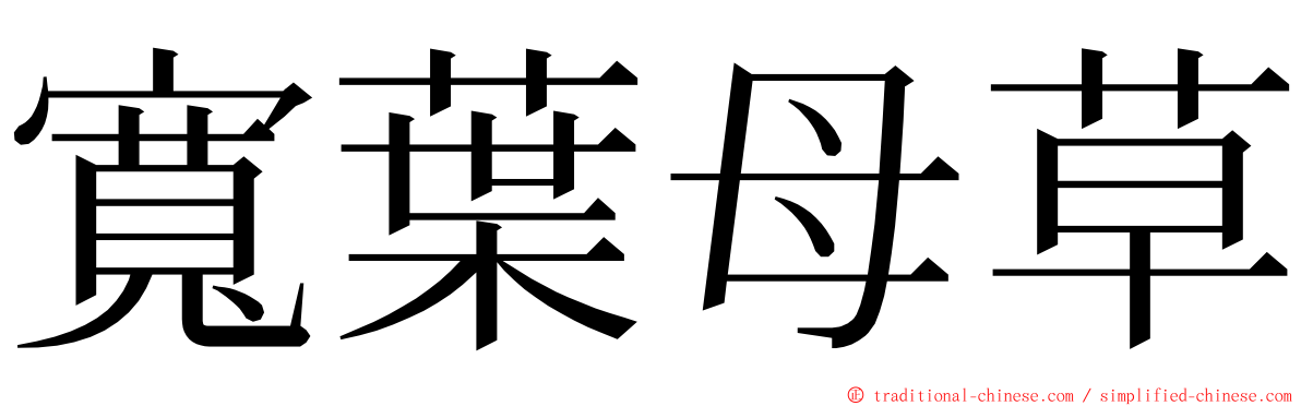 寬葉母草 ming font