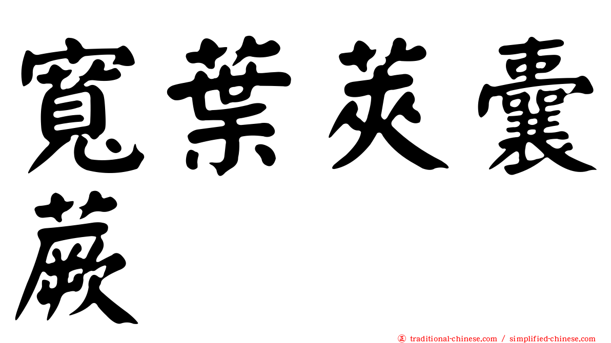 寬葉莢囊蕨