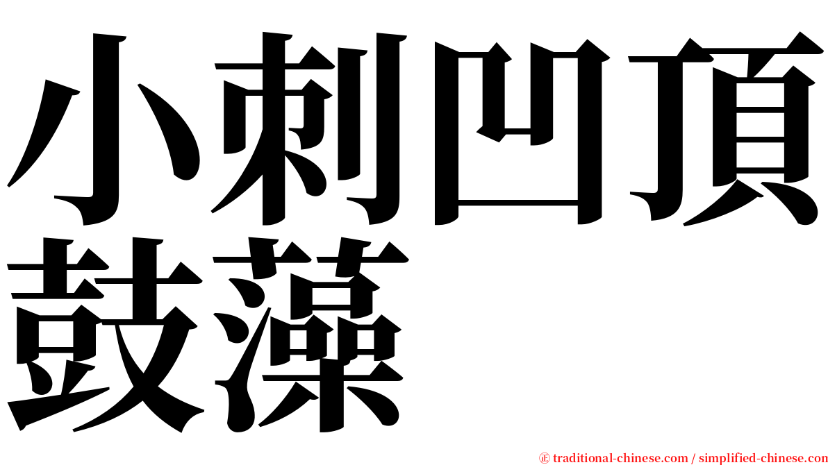 小刺凹頂鼓藻 serif font