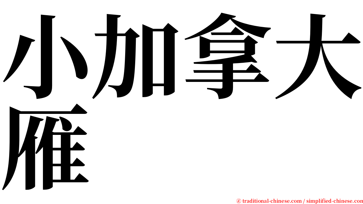 小加拿大雁 serif font