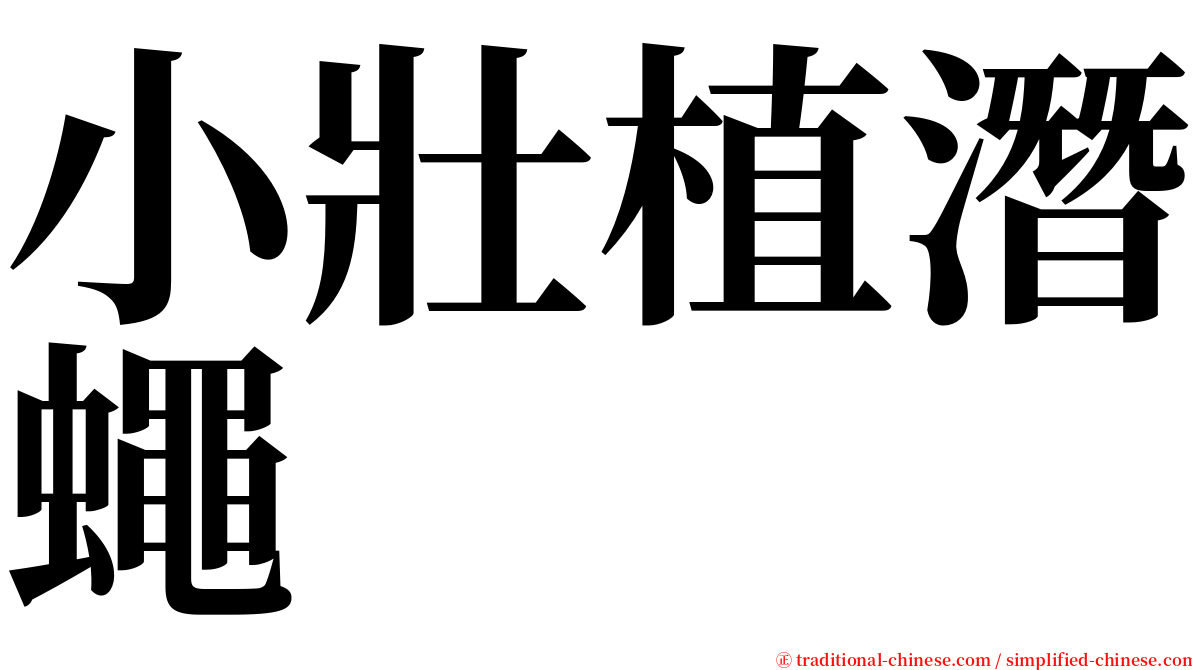 小壯植潛蠅 serif font