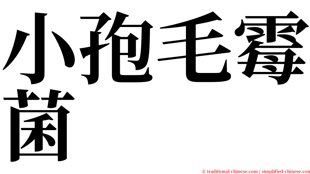 小孢毛霉菌 serif font