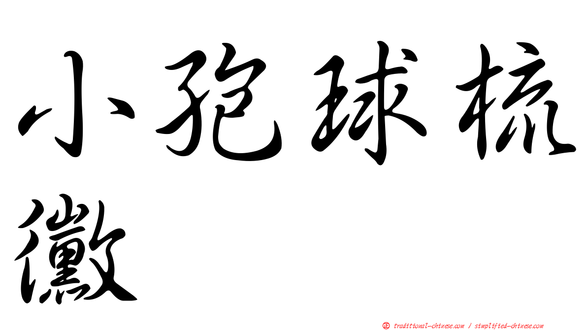 小孢球梳黴