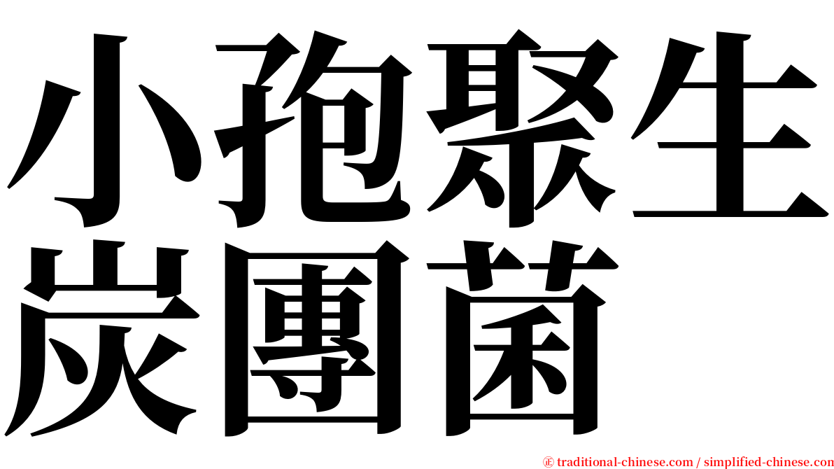 小孢聚生炭團菌 serif font