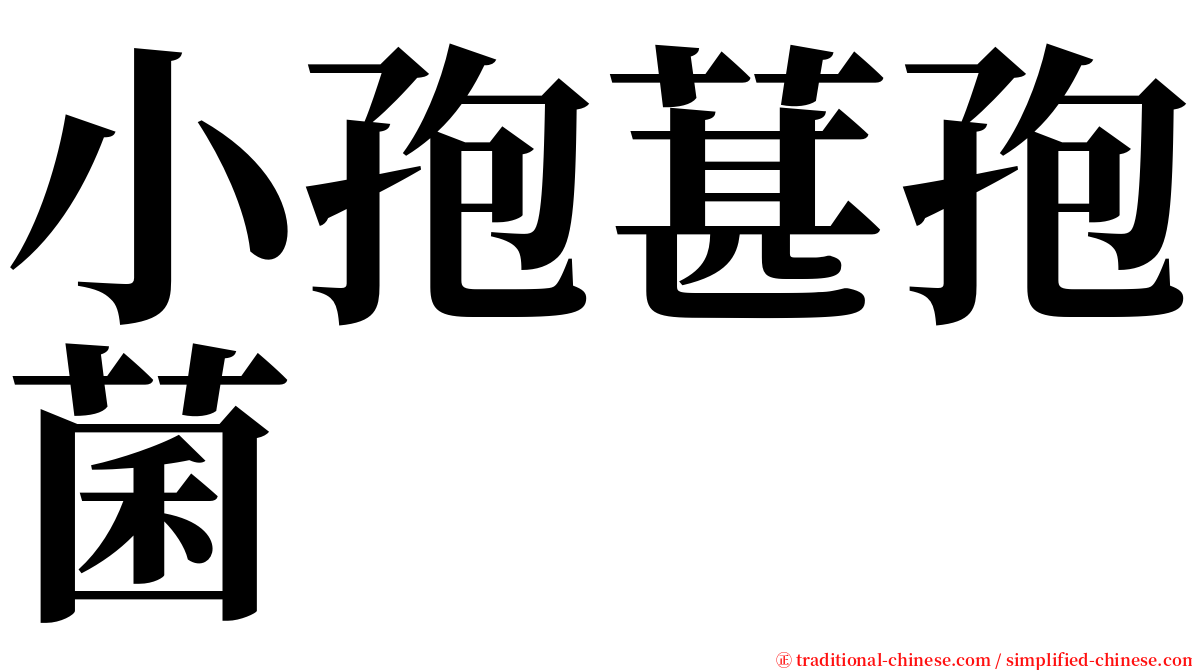 小孢葚孢菌 serif font