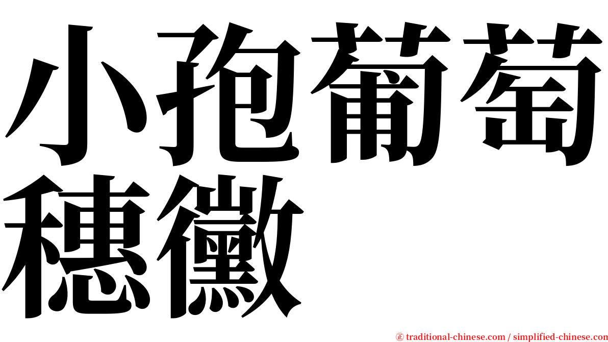 小孢葡萄穗黴 serif font