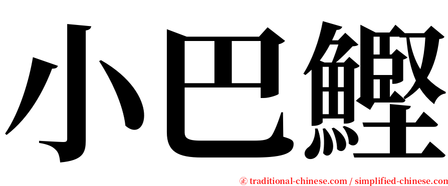 小巴鰹 serif font