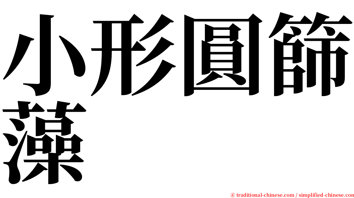 小形圓篩藻 serif font