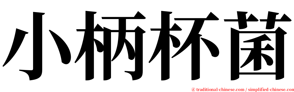 小柄杯菌 serif font