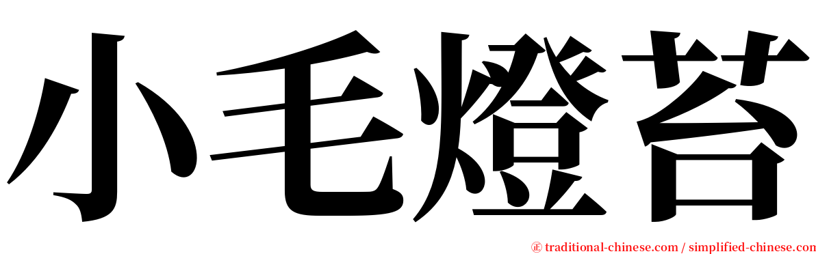 小毛燈苔 serif font