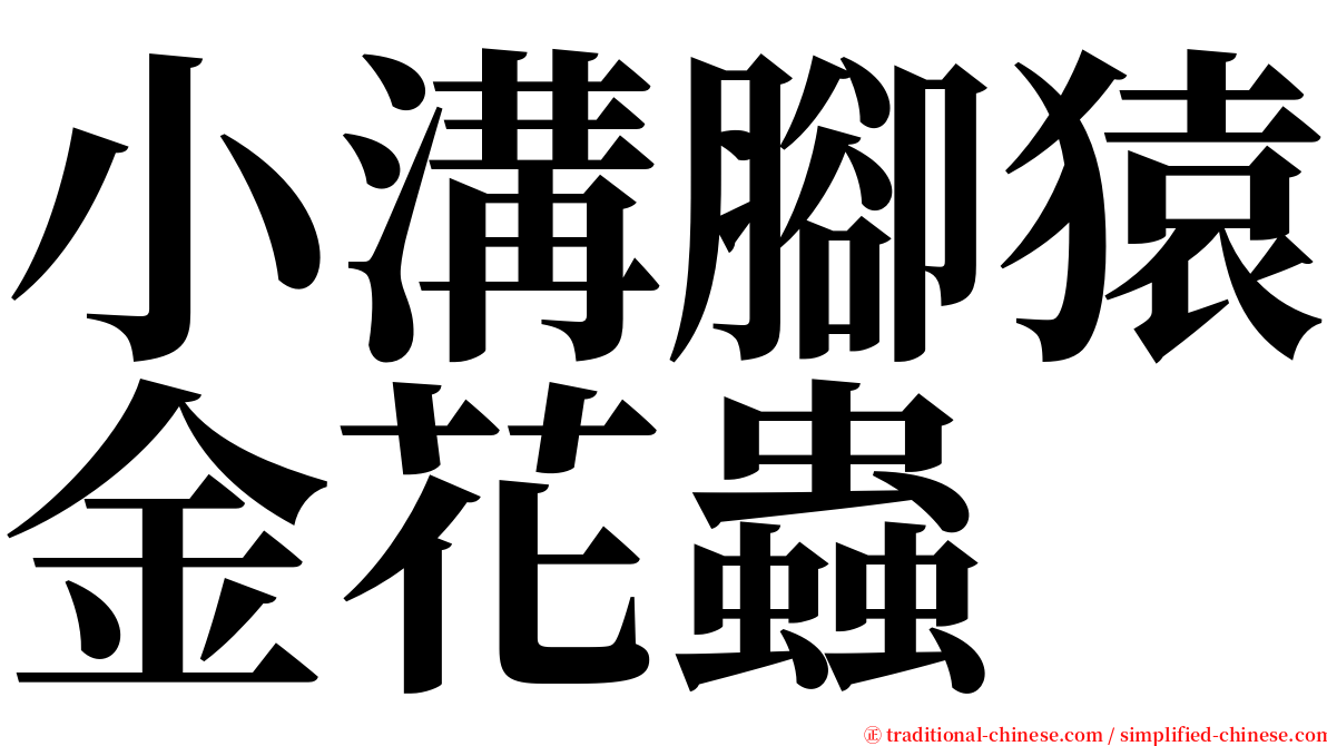 小溝腳猿金花蟲 serif font