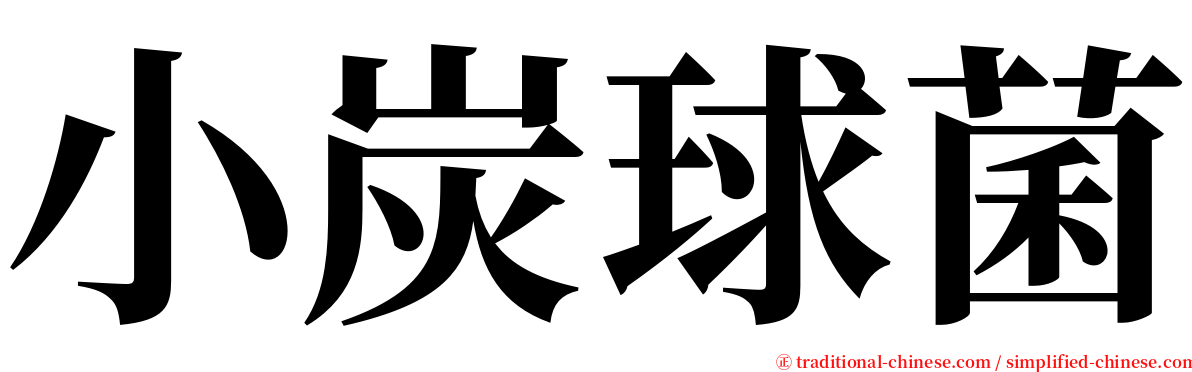 小炭球菌 serif font