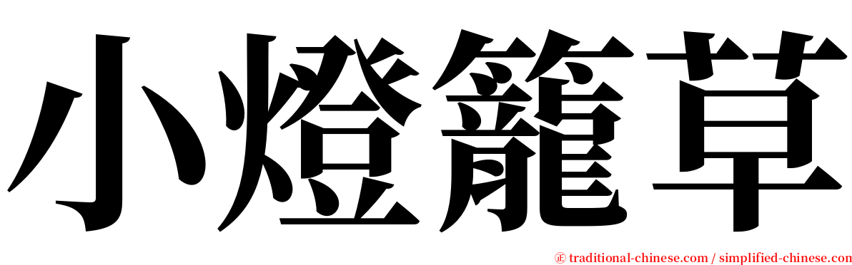 小燈籠草 serif font